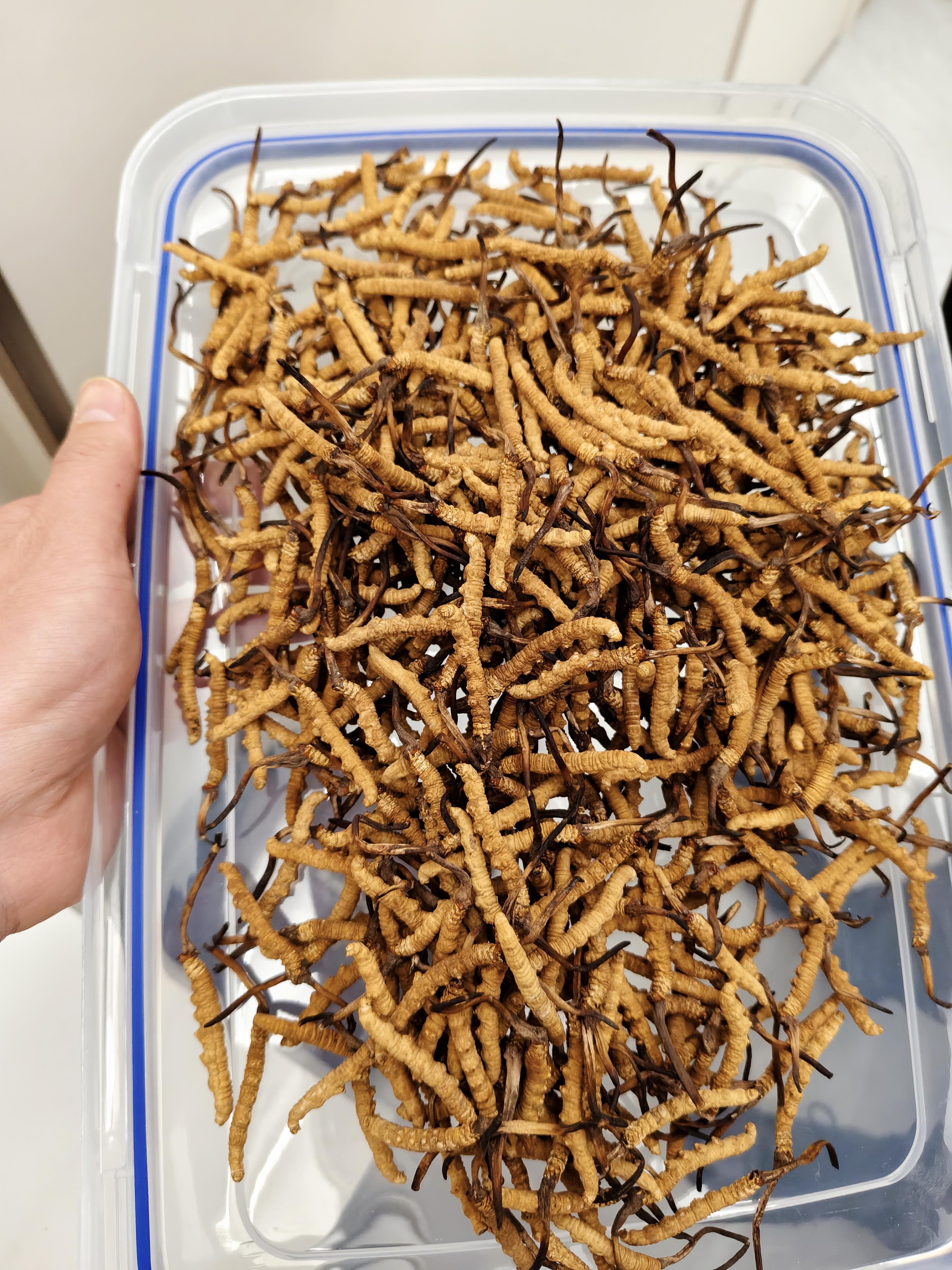 野生冬虫夏草与人工种植的冬虫夏草，有哪些区别